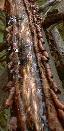 curling bark on a tree