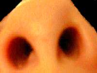 a person's nose