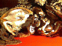 insides of a rotting nut shell
