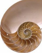 inside a nautilus shell